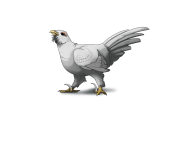 albinistic_mountain_pigeon.png