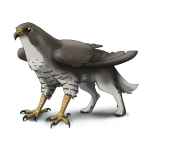 grey_Griffon.png grey_Griffon.png